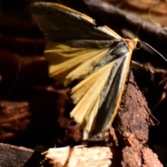 Palaeosia bicosta (Two-ribbed Footman) at Canberra Central, ACT - 24 Oct 2023 by Thurstan