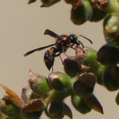 Eumeninae (subfamily) (Unidentified Potter wasp) at Braemar - 22 Oct 2023 by Curiosity