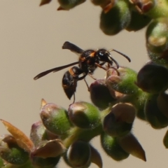 Eumeninae (subfamily) (Unidentified Potter wasp) at Braemar, NSW - 22 Oct 2023 by Curiosity