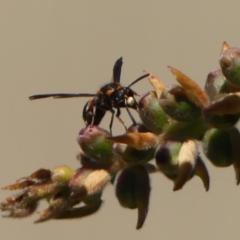 Eumeninae (subfamily) at Braemar, NSW - 22 Oct 2023 12:41 PM