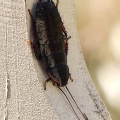 Platyzosteria similis (Red-legged litter runner) at Wingecarribee Local Government Area - 24 Oct 2023 by Curiosity