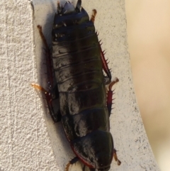 Platyzosteria similis at Braemar, NSW - 24 Oct 2023