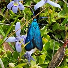 Pollanisus (genus) (A Forester Moth) at Manton, NSW - 13 Oct 2023 by Gunyijan