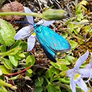 Pollanisus (genus) at Manton, NSW - 13 Oct 2023