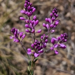 Comesperma ericinum (Heath Milkwort) at QPRC LGA - 25 Oct 2023 by Csteele4