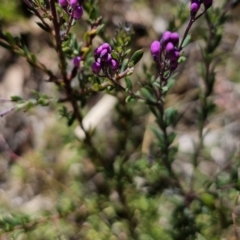 Comesperma ericinum at Captains Flat, NSW - 25 Oct 2023 01:15 PM