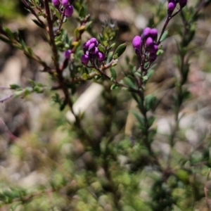 Comesperma ericinum at Captains Flat, NSW - 25 Oct 2023 01:15 PM