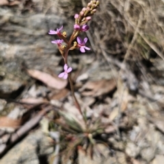 Stylidium graminifolium (Grass Triggerplant) at QPRC LGA - 25 Oct 2023 by Csteele4