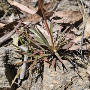 Stylidium graminifolium at Captains Flat, NSW - 25 Oct 2023