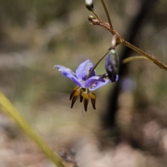 Dianella revoluta var. revoluta (Black-Anther Flax Lily) at QPRC LGA - 25 Oct 2023 by Csteele4