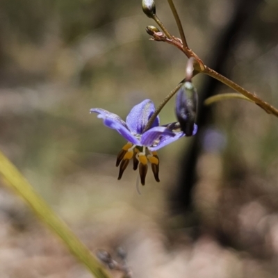 Dianella revoluta var. revoluta (Black-Anther Flax Lily) at Captains Flat, NSW - 25 Oct 2023 by Csteele4