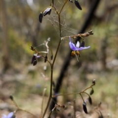 Dianella revoluta var. revoluta at Captains Flat, NSW - 25 Oct 2023 01:20 PM