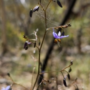 Dianella revoluta var. revoluta at Captains Flat, NSW - 25 Oct 2023 01:20 PM