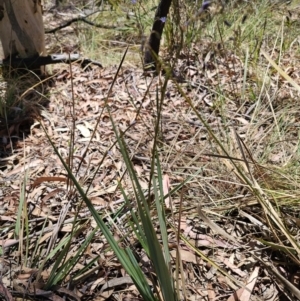 Dianella revoluta var. revoluta at Captains Flat, NSW - 25 Oct 2023 01:20 PM