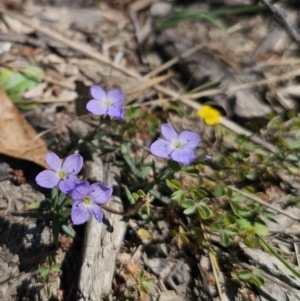 Veronica gracilis at Captains Flat, NSW - 25 Oct 2023