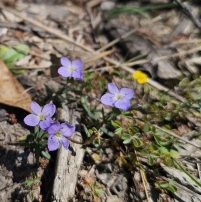 Veronica gracilis (Slender Speedwell) at QPRC LGA - 25 Oct 2023 by Csteele4