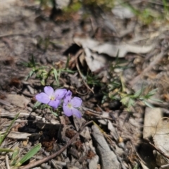 Veronica gracilis at Captains Flat, NSW - 25 Oct 2023