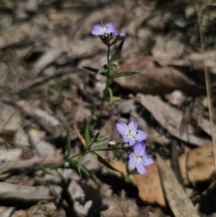 Veronica gracilis at Captains Flat, NSW - 25 Oct 2023