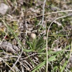 Leptorhynchos squamatus subsp. squamatus at Captains Flat, NSW - 25 Oct 2023