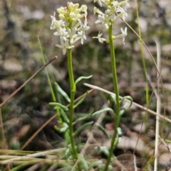 Stackhousia monogyna (Creamy Candles) at Captains Flat, NSW - 25 Oct 2023 by Csteele4