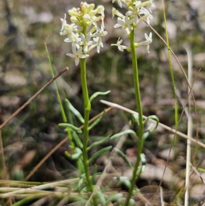 Stackhousia monogyna (Creamy Candles) at Captains Flat, NSW - 25 Oct 2023 by Csteele4