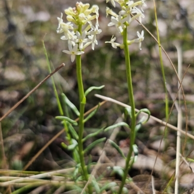 Stackhousia monogyna (Creamy Candles) at QPRC LGA - 25 Oct 2023 by Csteele4