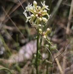 Stackhousia monogyna at Captains Flat, NSW - 25 Oct 2023 01:36 PM