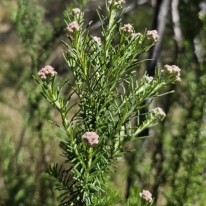 Cassinia aculeata subsp. aculeata at Captains Flat, NSW - 25 Oct 2023 01:38 PM