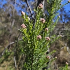 Cassinia aculeata subsp. aculeata at Captains Flat, NSW - 25 Oct 2023