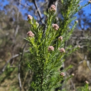 Cassinia aculeata subsp. aculeata at Captains Flat, NSW - 25 Oct 2023
