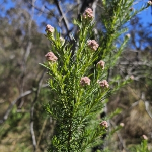 Cassinia aculeata subsp. aculeata at Captains Flat, NSW - 25 Oct 2023 01:38 PM