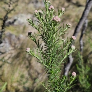 Cassinia aculeata subsp. aculeata at Captains Flat, NSW - 25 Oct 2023 01:38 PM