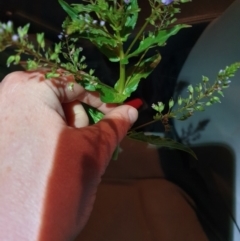 Veronica anagallis-aquatica at Cotter River, ACT - 24 Oct 2023