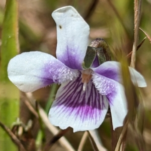 Viola hederacea at Grassy, TAS - 25 Oct 2023