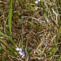 Viola hederacea at Grassy, TAS - 25 Oct 2023 12:06 PM