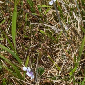 Viola hederacea at Grassy, TAS - 25 Oct 2023