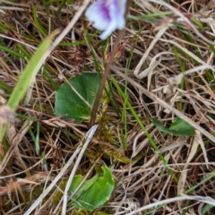 Viola hederacea at Grassy, TAS - 25 Oct 2023