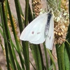 Pieris rapae (Cabbage White) at Sullivans Creek, Lyneham South - 25 Oct 2023 by trevorpreston