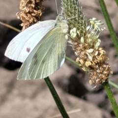 Pieris rapae at Lyneham, ACT - 25 Oct 2023