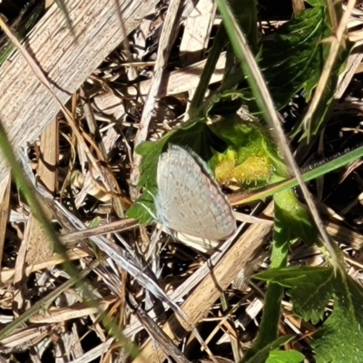 Zizina otis (Common Grass-Blue) at Sullivans Creek, Lyneham South - 25 Oct 2023 by trevorpreston