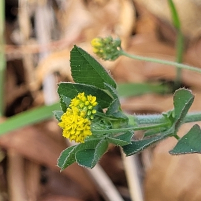 Medicago minima (Woolly Burr Medic) at Lyneham, ACT - 25 Oct 2023 by trevorpreston