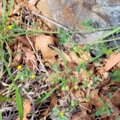 Medicago minima at Lyneham, ACT - 25 Oct 2023