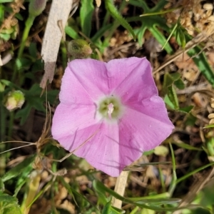 Convolvulus angustissimus subsp. angustissimus at Lyneham, ACT - 25 Oct 2023 02:29 PM