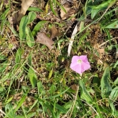 Convolvulus angustissimus subsp. angustissimus at Lyneham, ACT - 25 Oct 2023