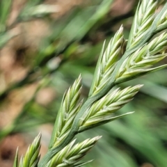 Lolium perenne (Perennial Ryegrass) at Lyneham Wetland - 25 Oct 2023 by trevorpreston