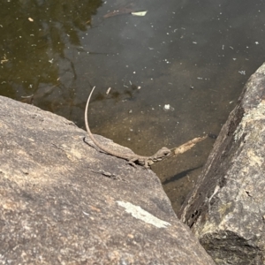 Intellagama lesueurii howittii at Acton, ACT - 25 Oct 2023 02:28 PM