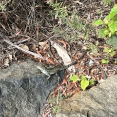 Intellagama lesueurii howittii at Acton, ACT - 25 Oct 2023 02:28 PM