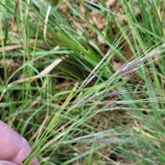 Nassella neesiana (Chilean Needlegrass) at Lyneham, ACT - 25 Oct 2023 by trevorpreston