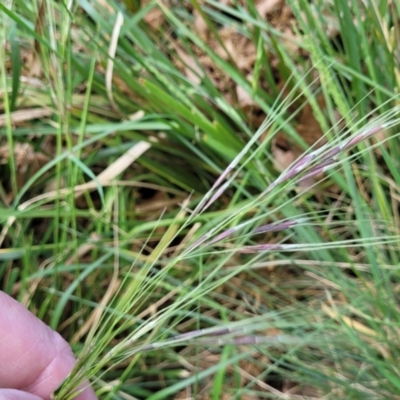 Nassella neesiana (Chilean Needlegrass) at Lyneham Wetland - 25 Oct 2023 by trevorpreston