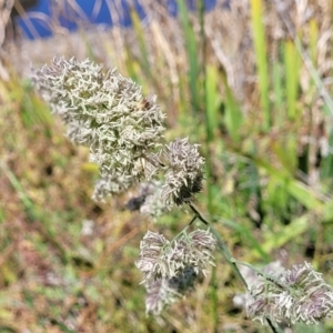 Dactylis glomerata at Lyneham, ACT - 25 Oct 2023 02:26 PM